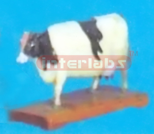 ANIMAL MODEL OF COW